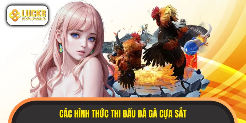 Các hình thức thi đấu chọi gà cựa sắt có lượt xem cao nhất